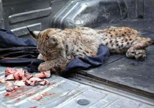 Doğaya avcı darbesi